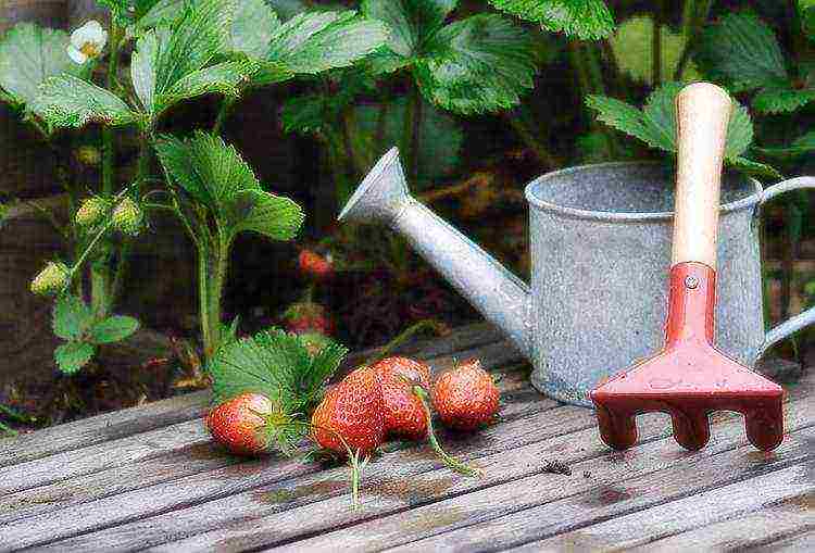 how to grow remontant strawberries outdoors