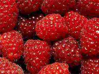 how to grow remontant raspberries in the Krasnodar Territory