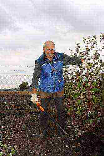 how to grow remontant raspberries in the Krasnodar Territory