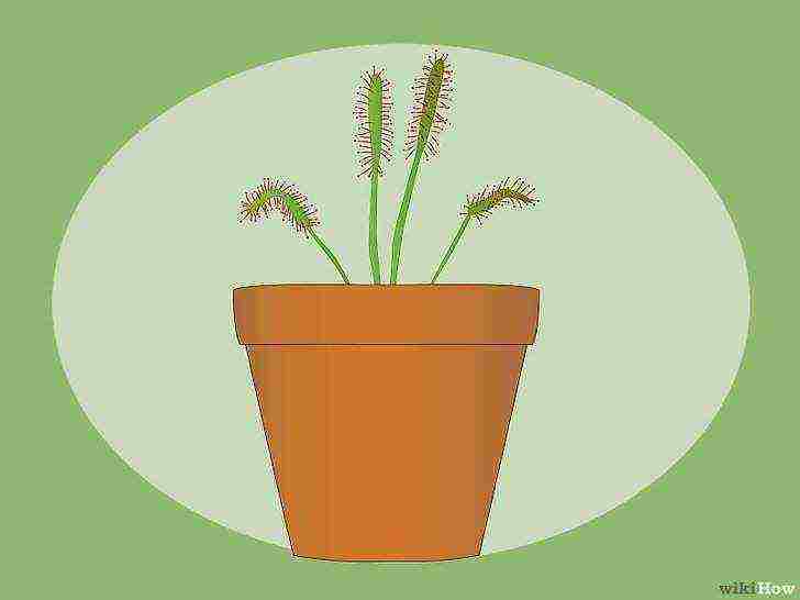 how to grow sundew from seeds at home