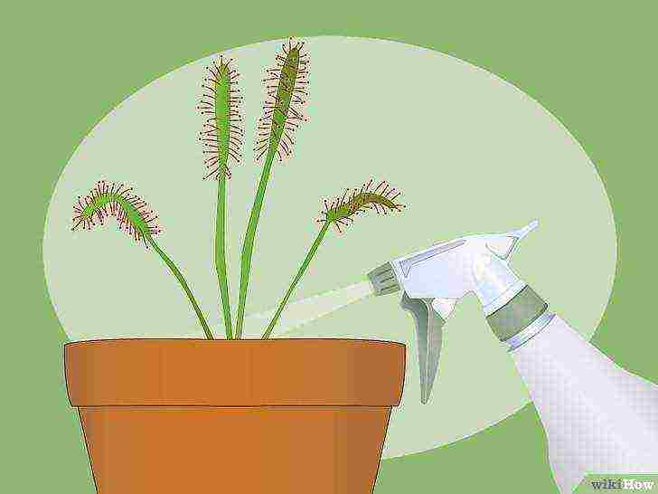 how to grow sundew from seeds at home