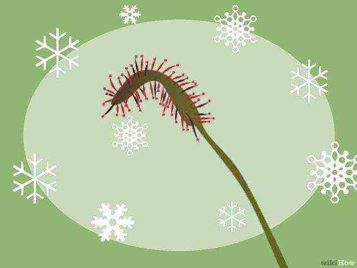 how to grow sundew from seeds at home