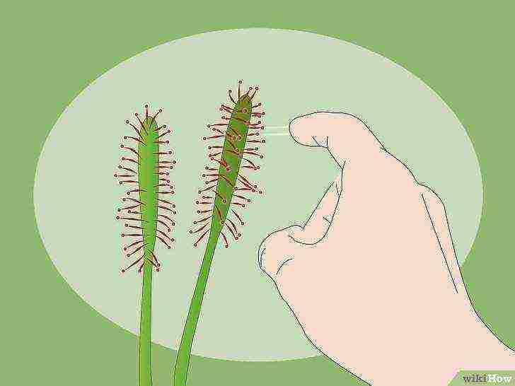 how to grow sundew from seeds at home