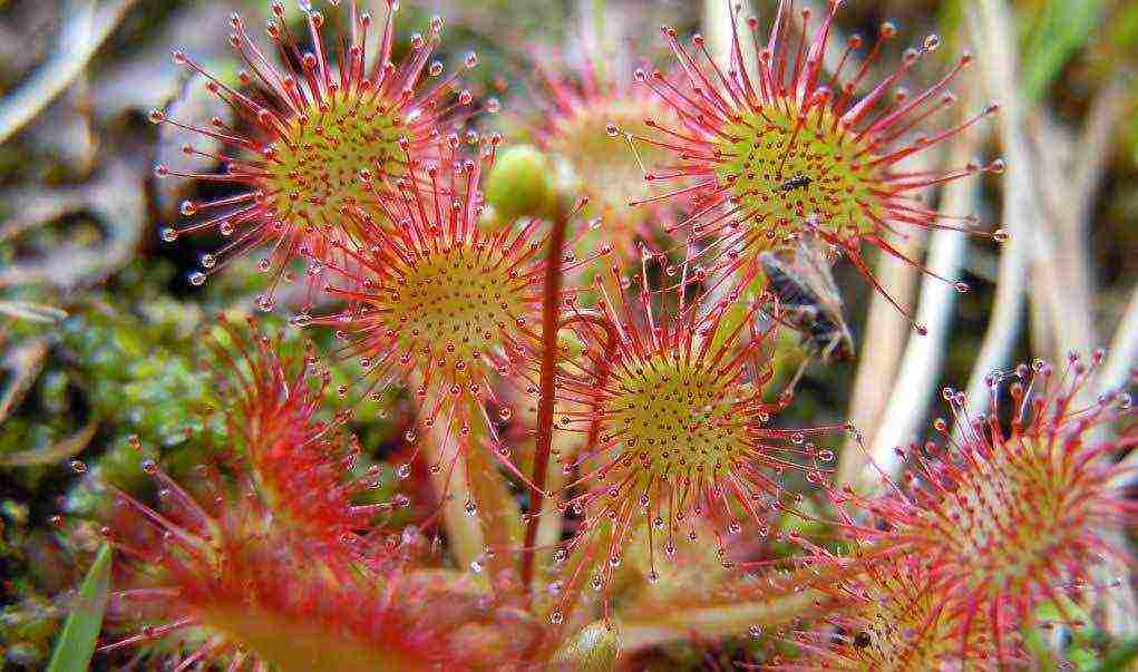 how to grow sundew from seeds at home