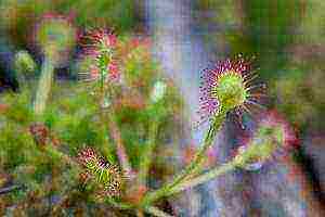 how to grow sundew from seeds at home