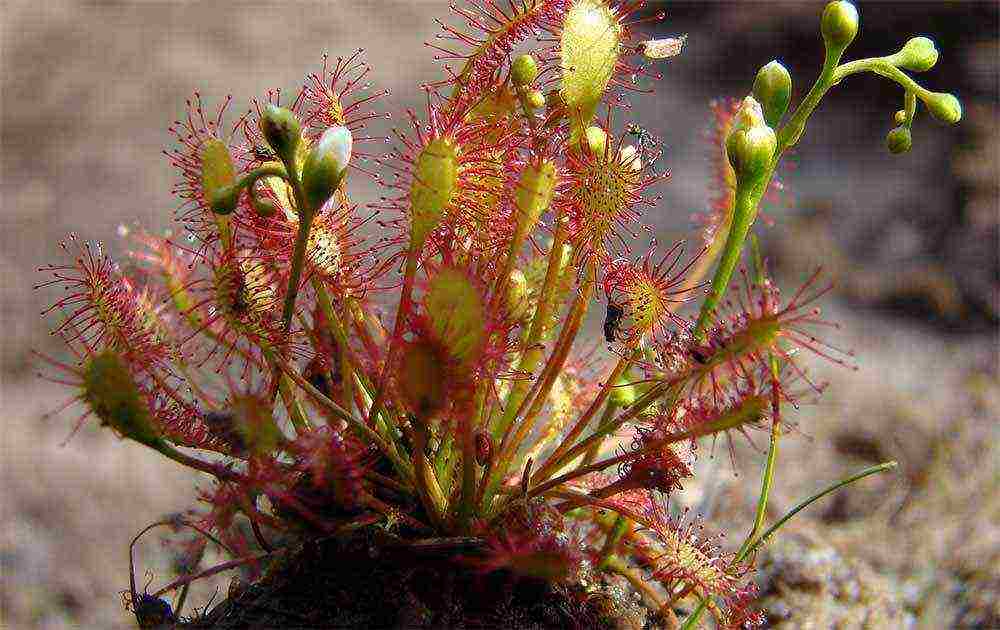 how to grow sundew from seeds at home