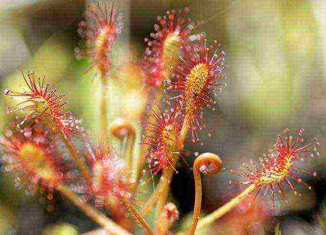 how to grow sundew from seeds at home
