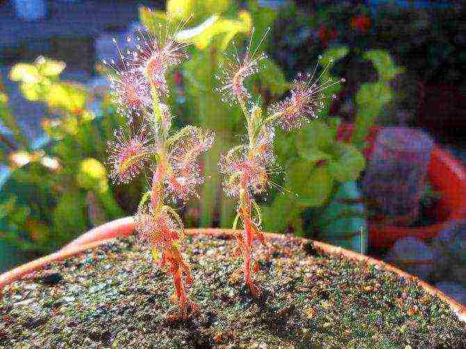 how to grow sundew from seeds at home