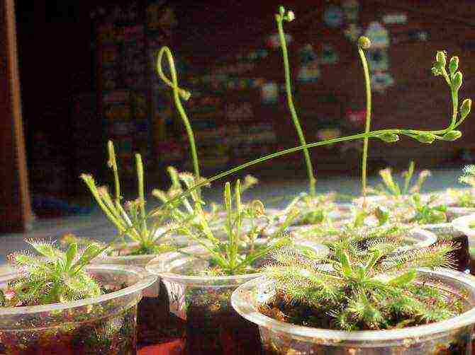 how to grow sundew from seeds at home