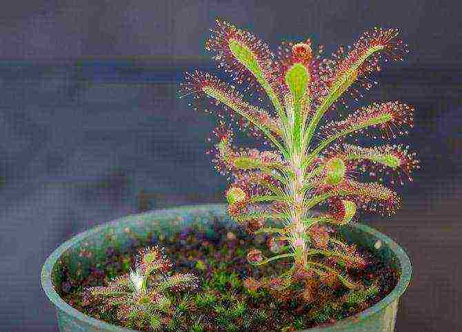 how to grow sundew from seeds at home