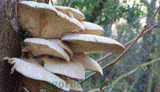 how to grow pink oyster mushrooms at home