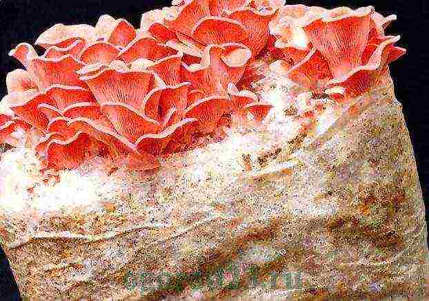 how to grow pink oyster mushrooms at home