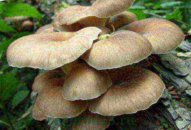 how to grow pink oyster mushrooms at home