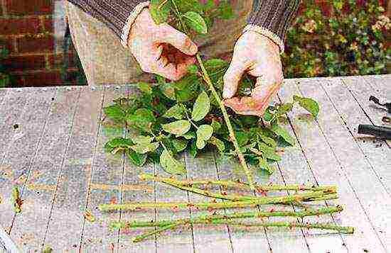 how to grow a rose from a cutting at home
