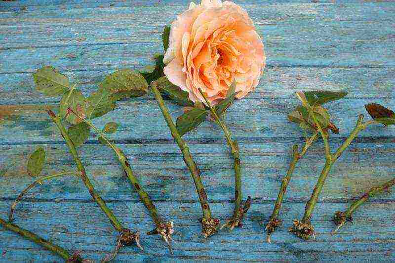 how to grow a rose from a cutting at home