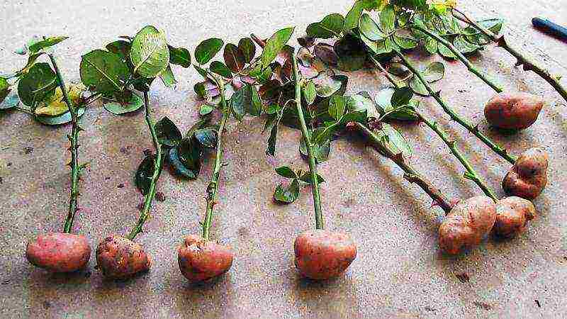 how to grow a rose from a cutting at home