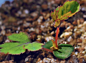 how to grow a rose from China seeds at home