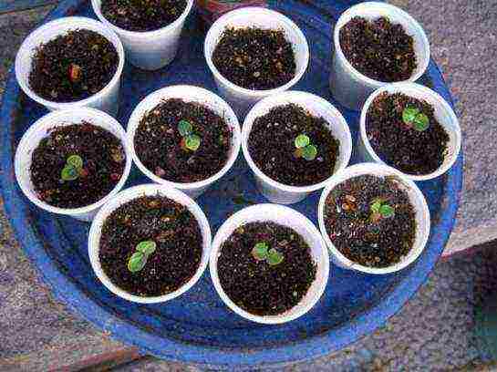 how to grow a rose from seeds from china at home