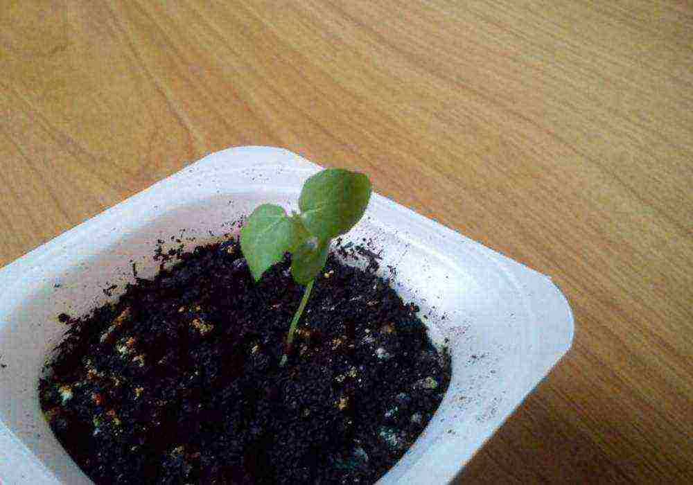 how to grow a rose from China seeds at home