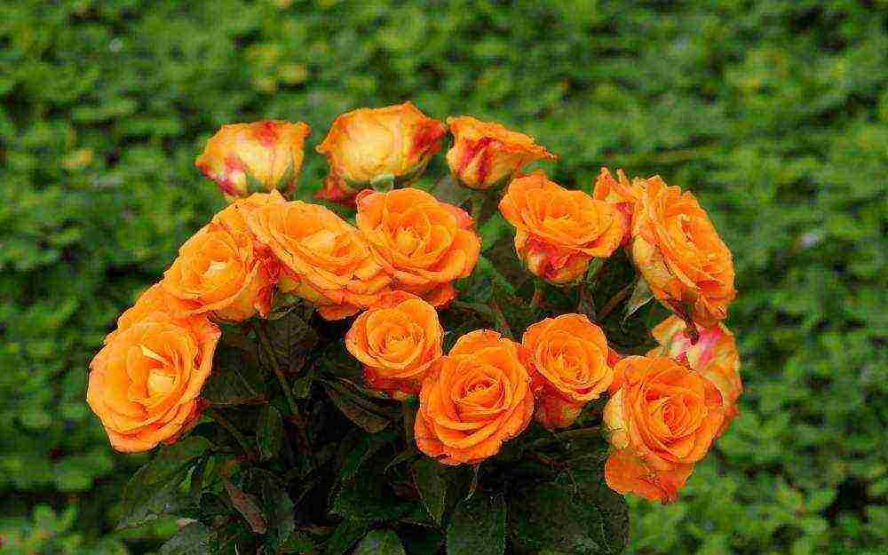 how to grow a rose from seeds from china at home