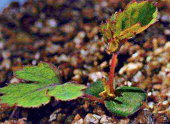 how to grow roses from seeds at home from china