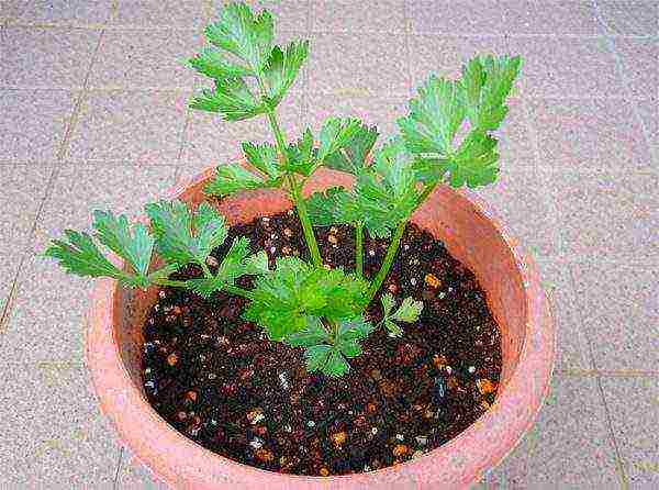 how to grow celery root at home