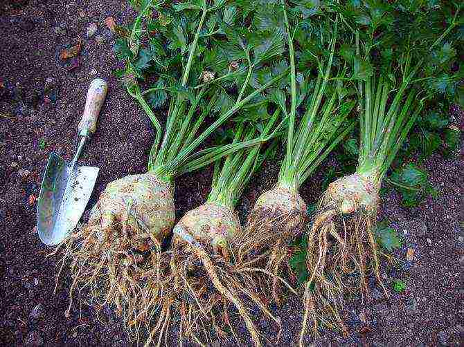 how to grow celery root at home