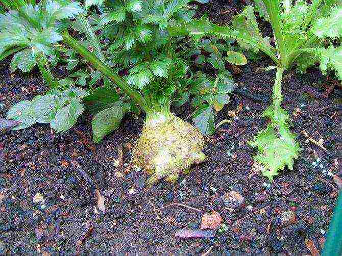 how to grow celery root at home