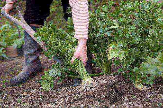 how to grow celery root at home