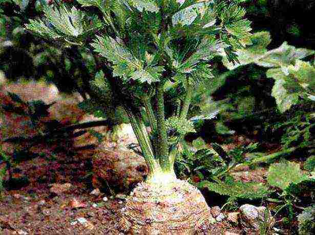 how to grow celery root at home