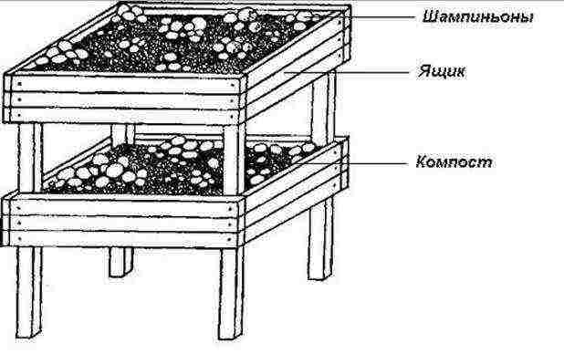 how to grow mushrooms at home instructions