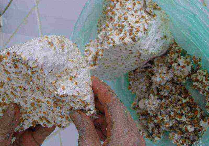 how to grow mushrooms at home from mycelium