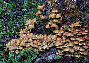 how to grow mushrooms at home on stumps