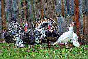 how to grow wide-breasted turkeys at home