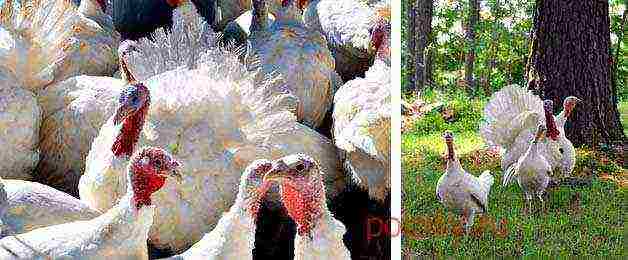 how to grow wide-breasted turkeys at home