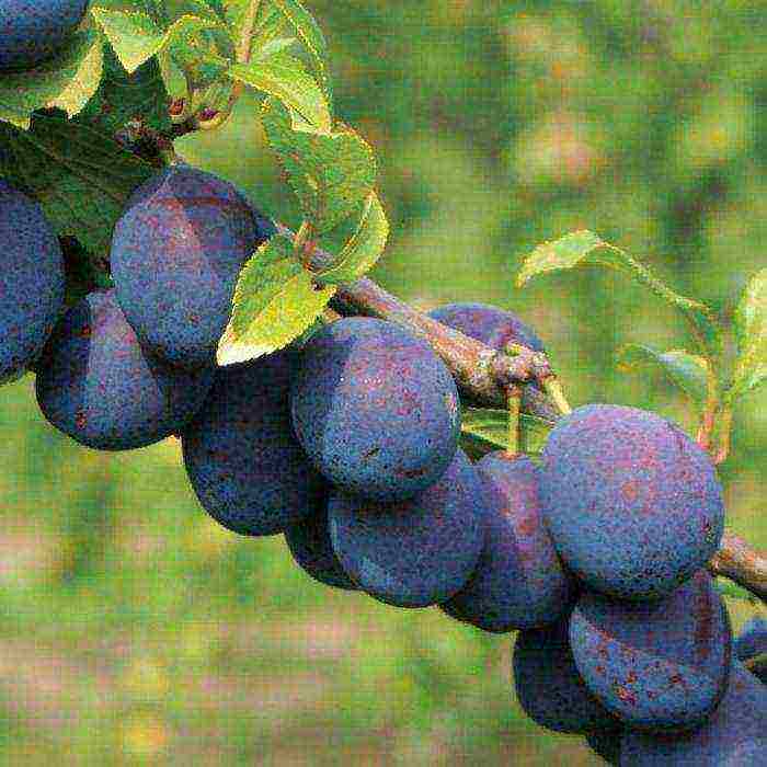 kung paano mapalago ang mga plum na bato sa bahay