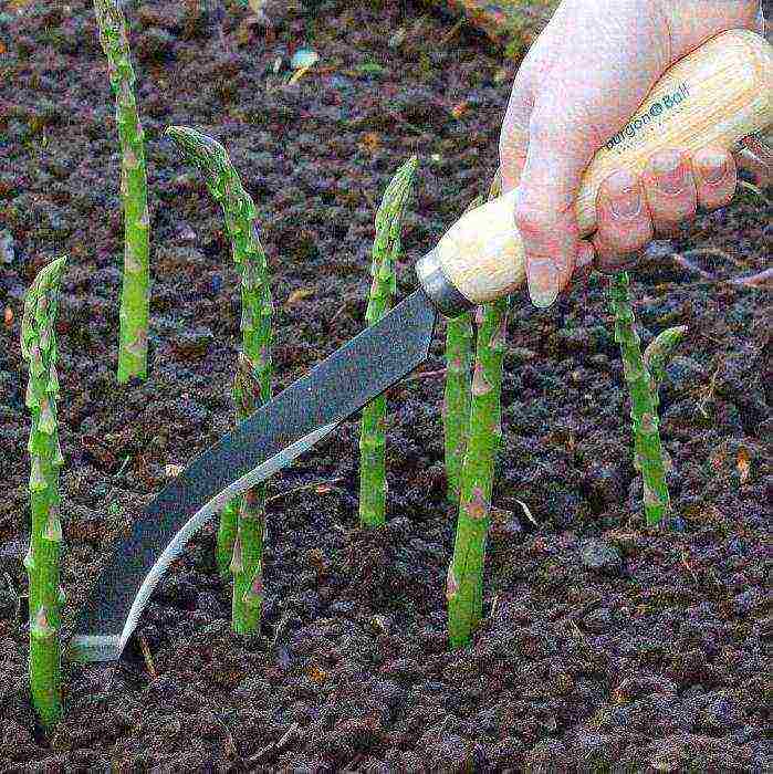 how to grow asparagus from seeds at home