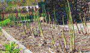 how to grow asparagus from seeds at home