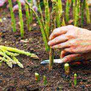 how to grow asparagus from seeds at home