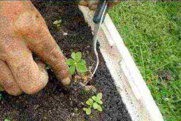 how to grow stevia from seeds at home