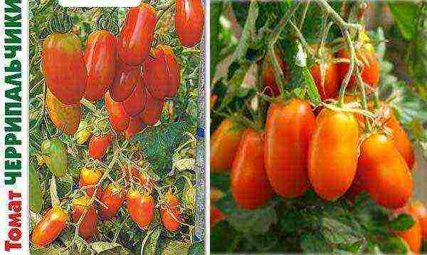 how to grow tomatoes all year round at home