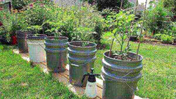 how to grow tomatoes in a greenhouse according to the method of galina kizima