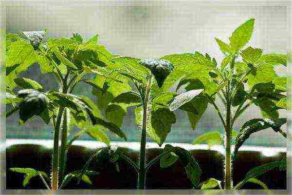 how to grow tomatoes in a greenhouse according to the method of galina kizima