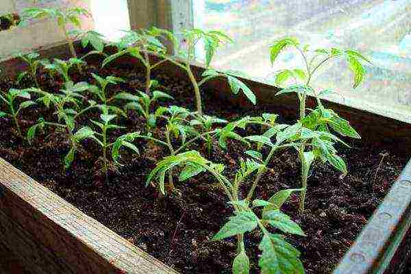 how to grow tomatoes in a greenhouse according to the method of galina kizima