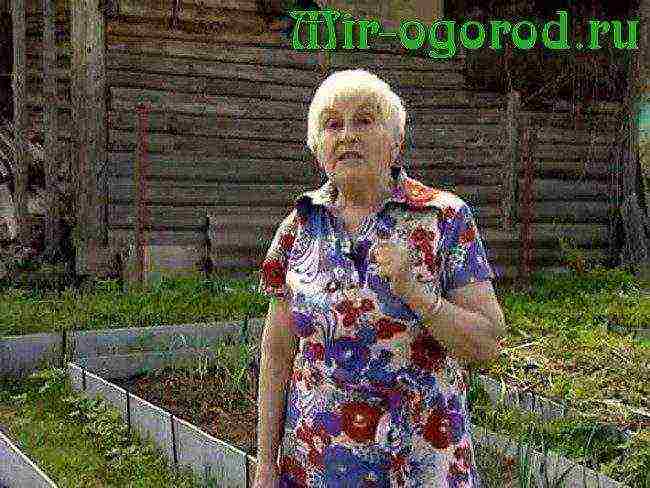 how to grow tomatoes in a greenhouse according to the method of galina kizima