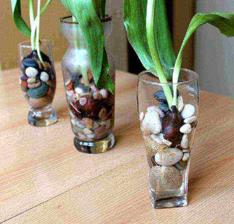 how to grow tulips all year round at home