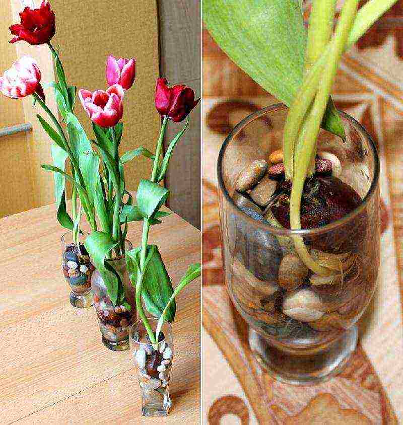 how to grow tulips all year round at home