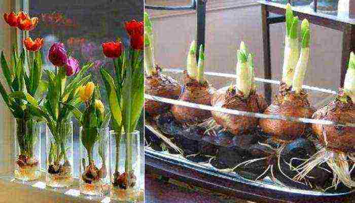 how to grow tulips at home without land