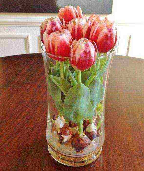 how to grow tulips at home without land