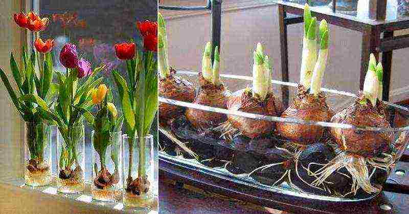 how to grow tulips at home without land